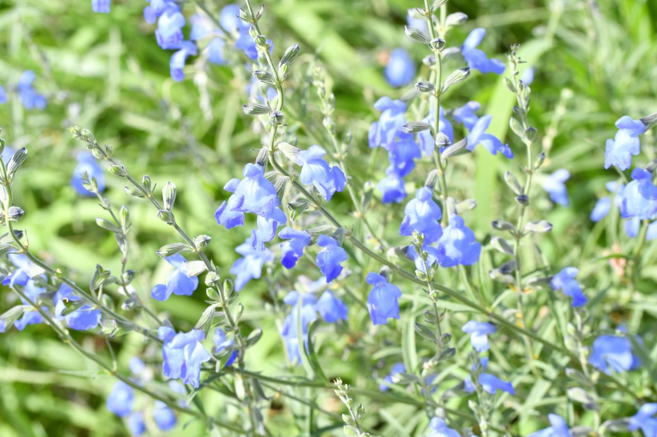 晩夏の庭・ベランダに涼を呼ぶ、秋まで咲くブルーの花【8選】多年草も（画像6）