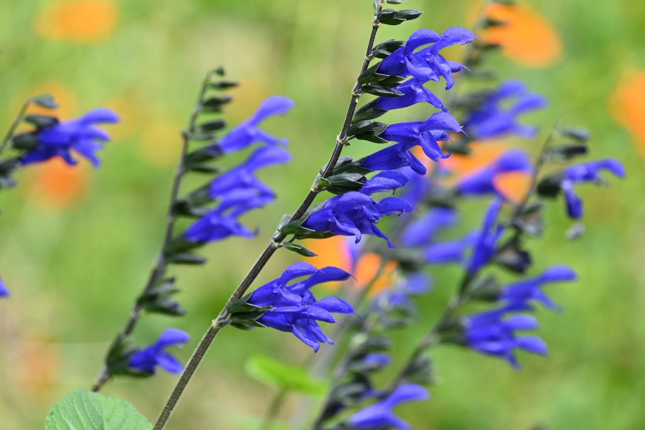 晩夏の庭・ベランダに涼を呼ぶ、秋まで咲くブルーの花【8選】多年草も（画像8）