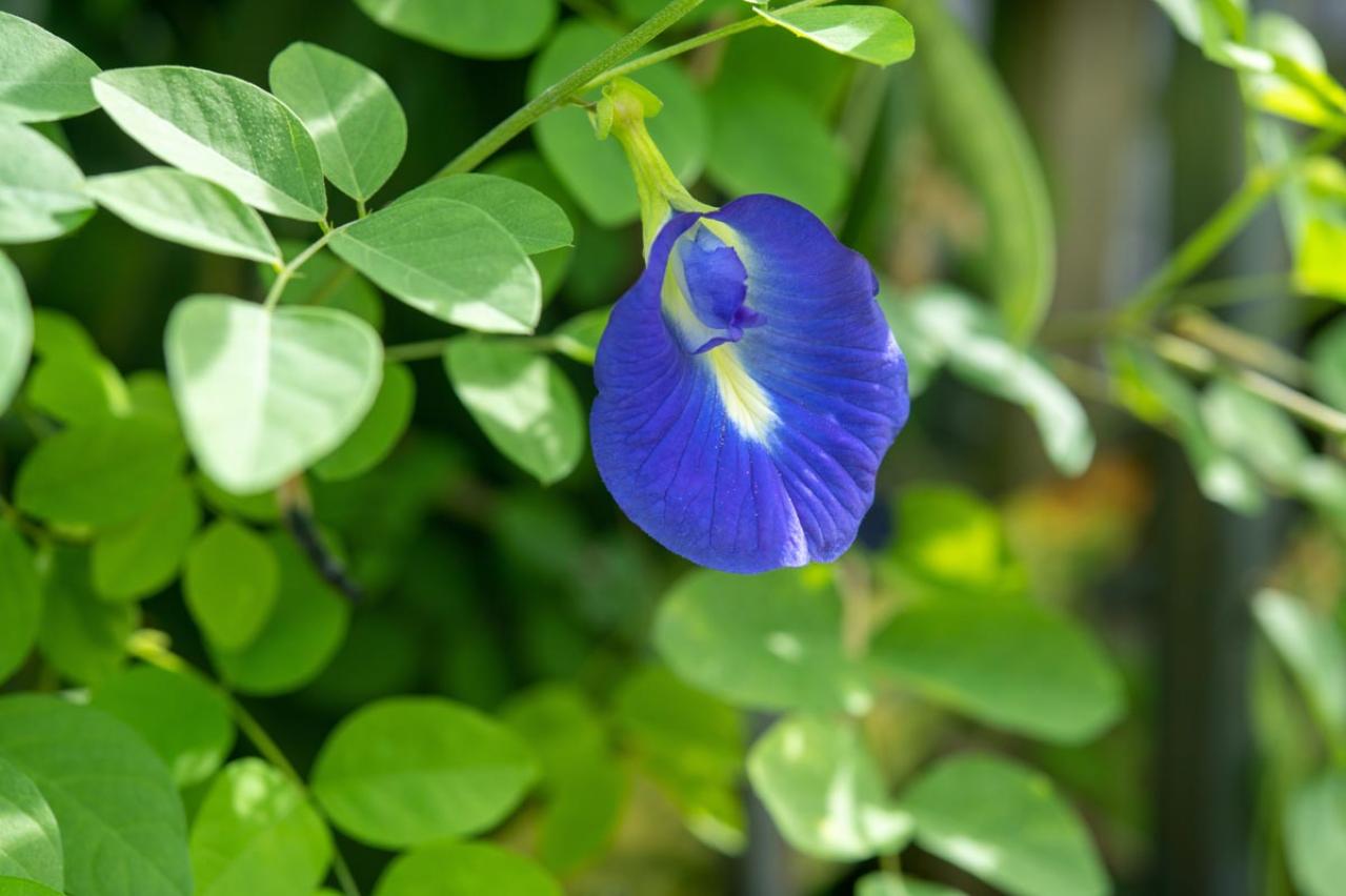 晩夏の庭・ベランダに涼を呼ぶ、秋まで咲くブルーの花【8選】多年草も（画像7）