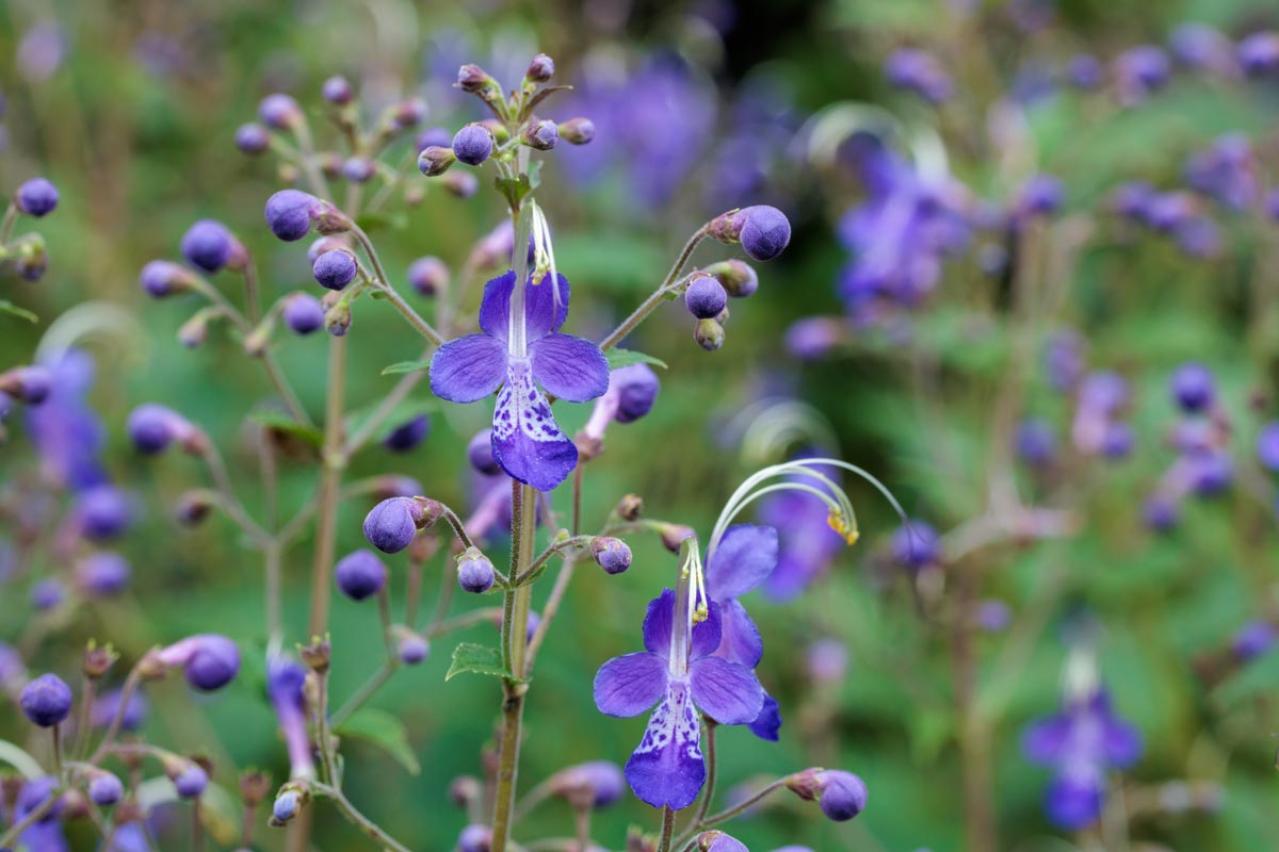 晩夏の庭・ベランダに涼を呼ぶ、秋まで咲くブルーの花【8選】多年草も（画像4）