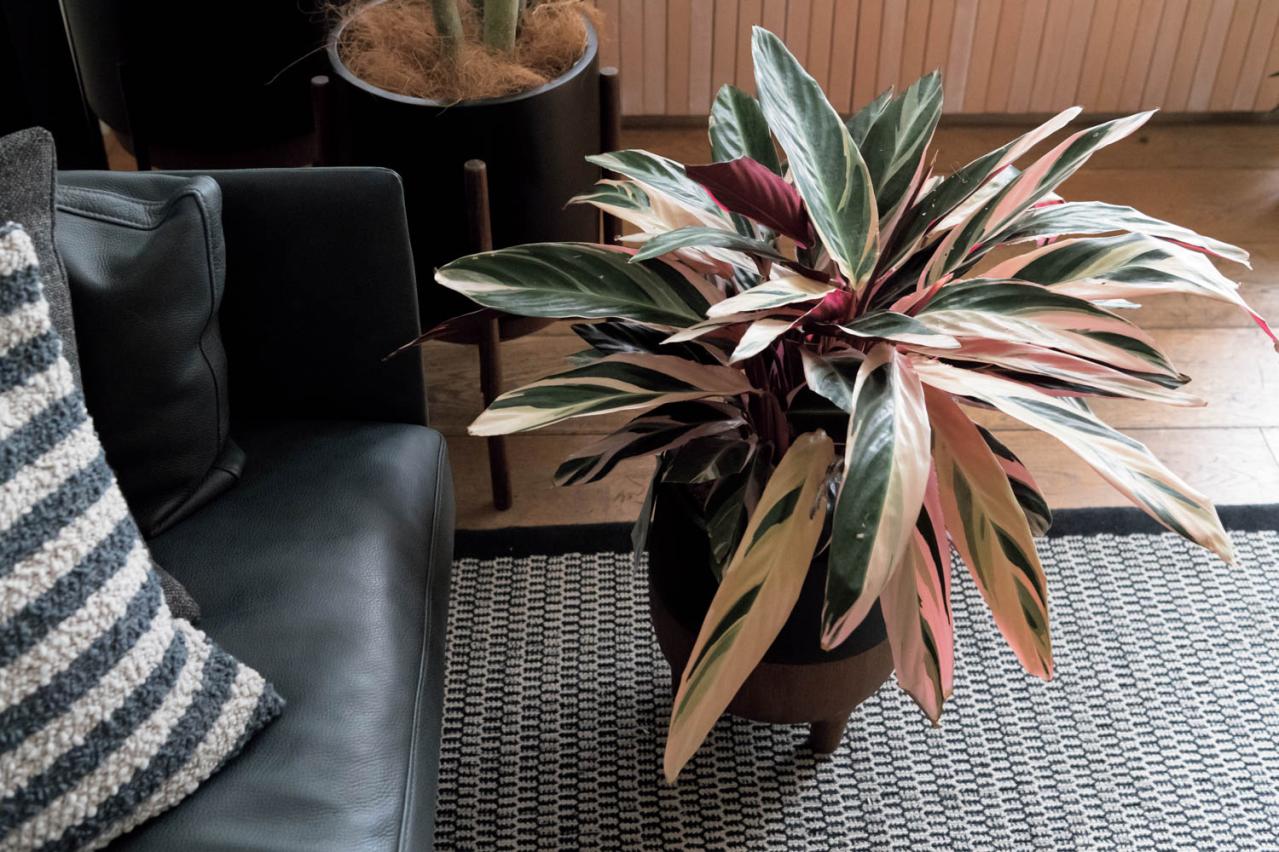 観葉植物、何から始める？ 部屋のトーンに合わせて選ぶ【インテリアグリーン】入門ガイド（画像7）