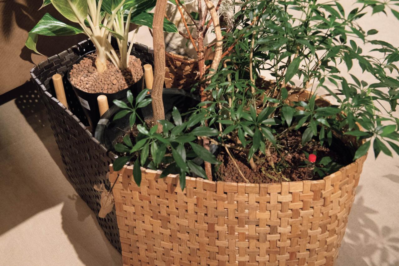 観葉植物、何から始める？ 部屋のトーンに合わせて選ぶ【インテリアグリーン】入門ガイド（画像9）