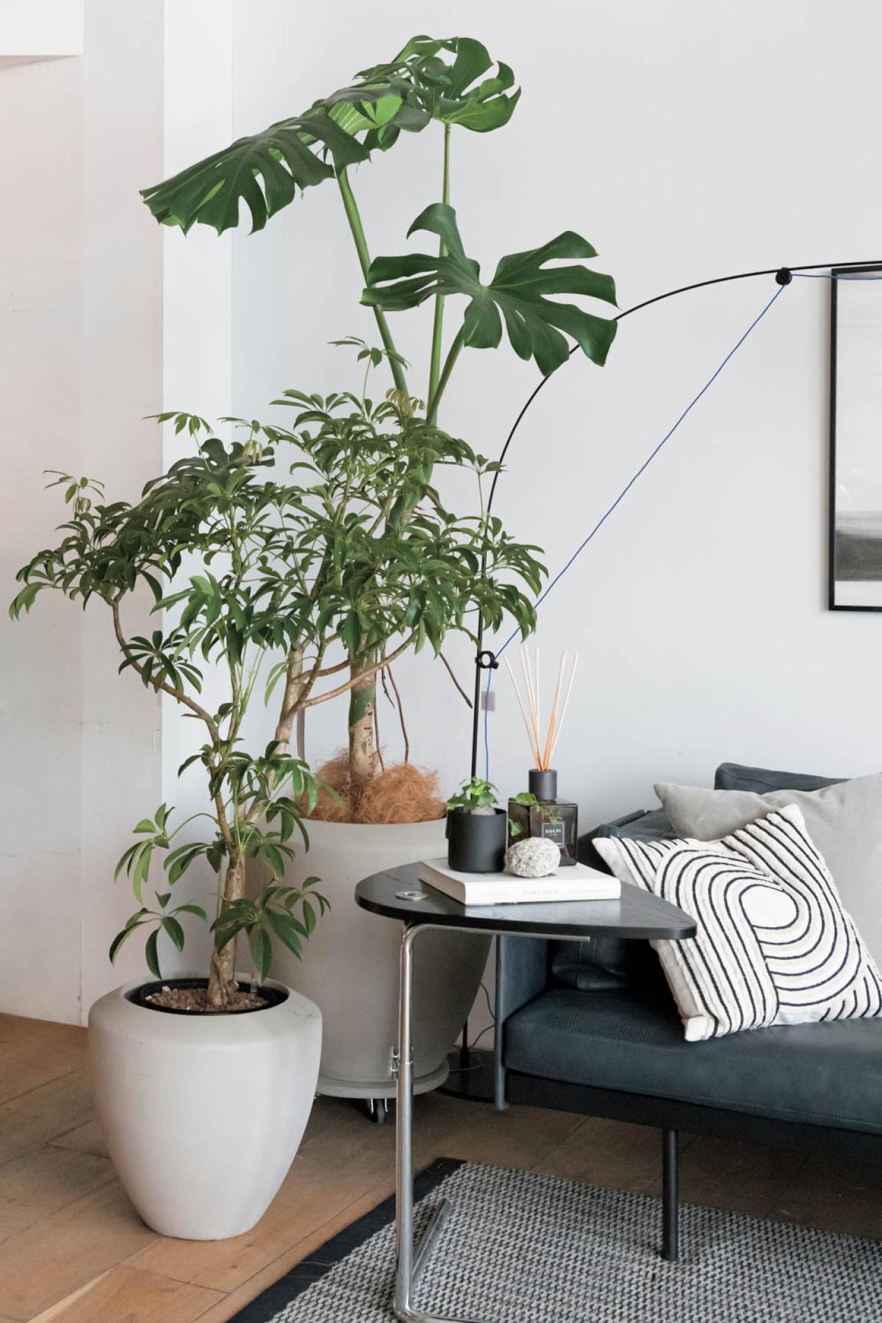観葉植物、何から始める？ 部屋のトーンに合わせて選ぶ【インテリアグリーン】入門ガイド（画像6）