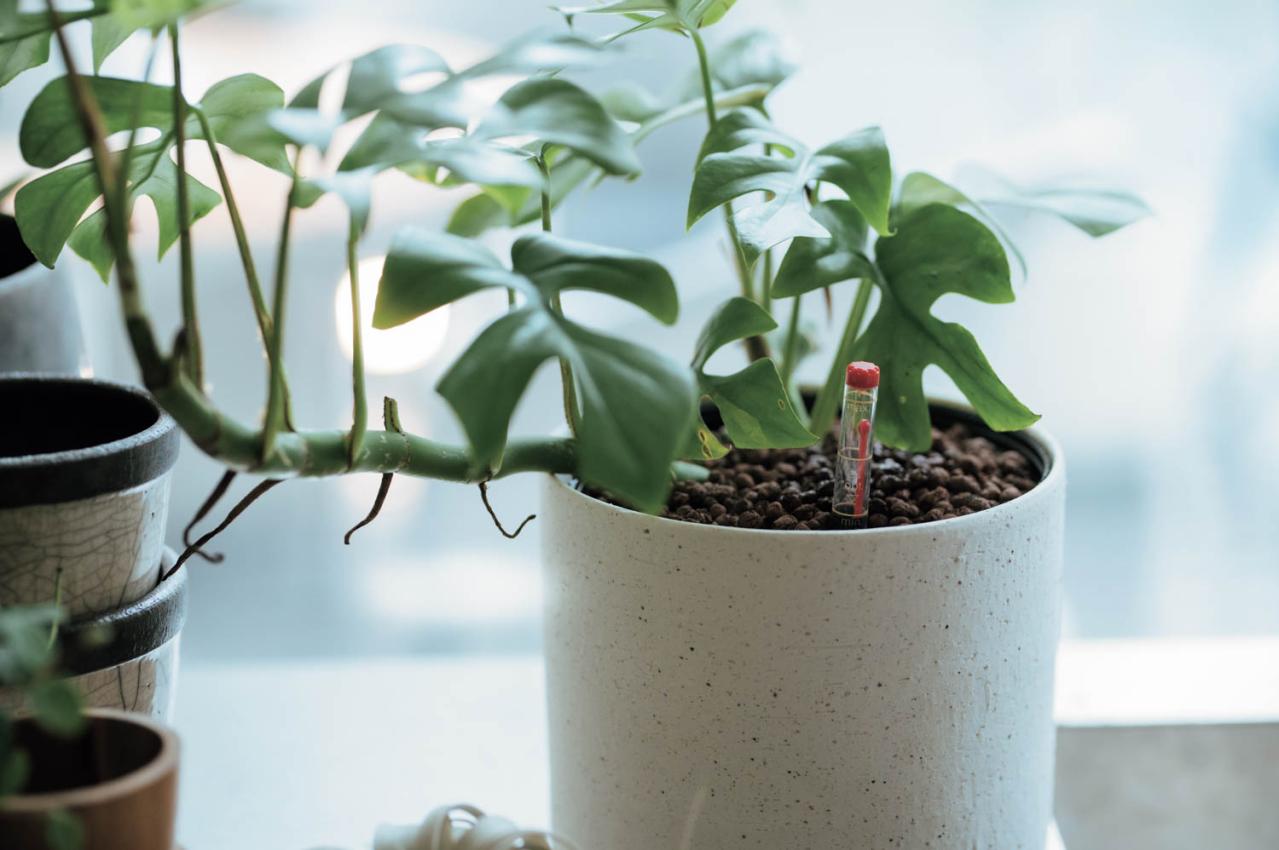 観葉植物、何から始める？ 部屋のトーンに合わせて選ぶ【インテリアグリーン】入門ガイド（画像10）