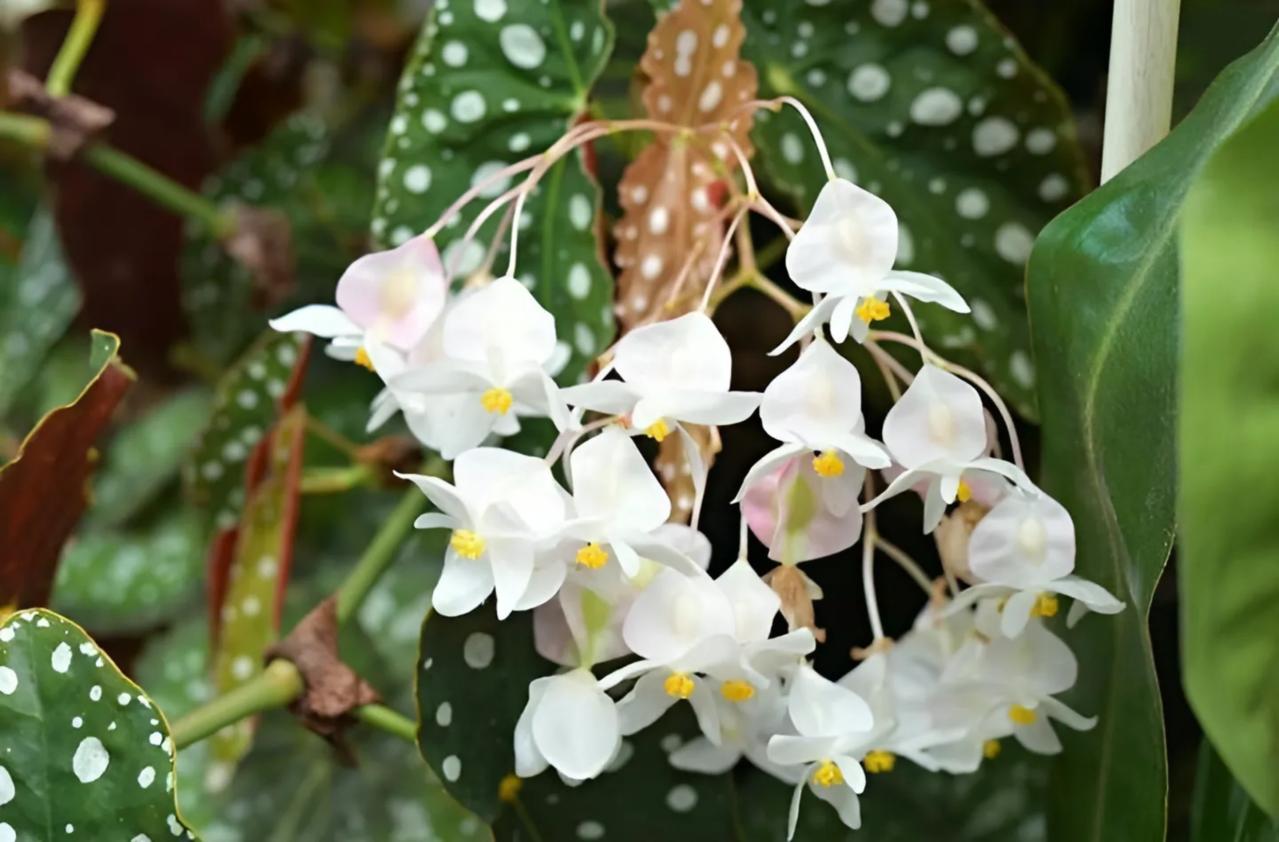 ベゴニアはこんなに多彩！花も葉も美しい。吊り鉢で映える球根性から観葉向きまで【8選】（画像5）