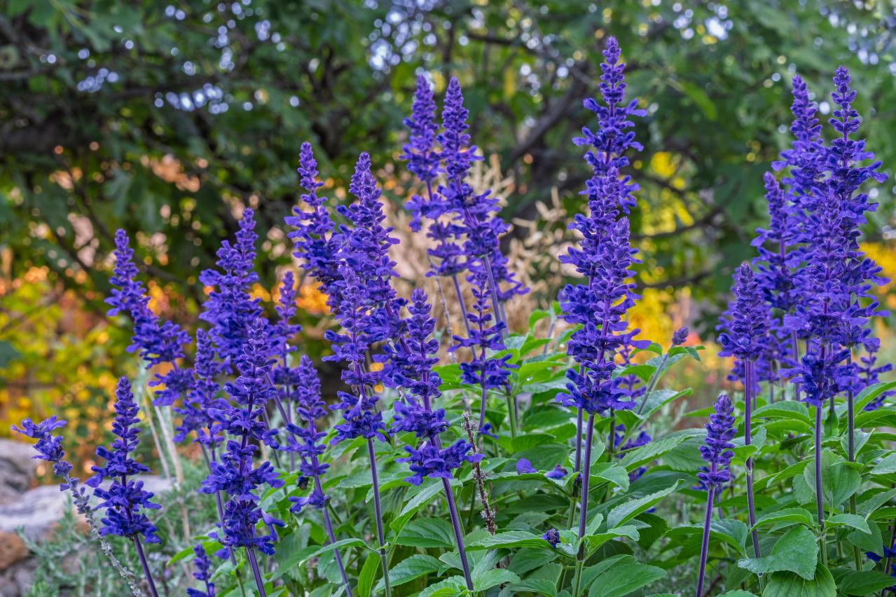 秋の庭が華やぐサルビア【8選】晩秋まで楽しめる一年草・多年草（画像4）
