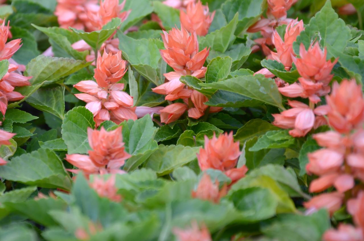秋の庭が華やぐサルビア【8選】晩秋まで楽しめる一年草・多年草（画像2）