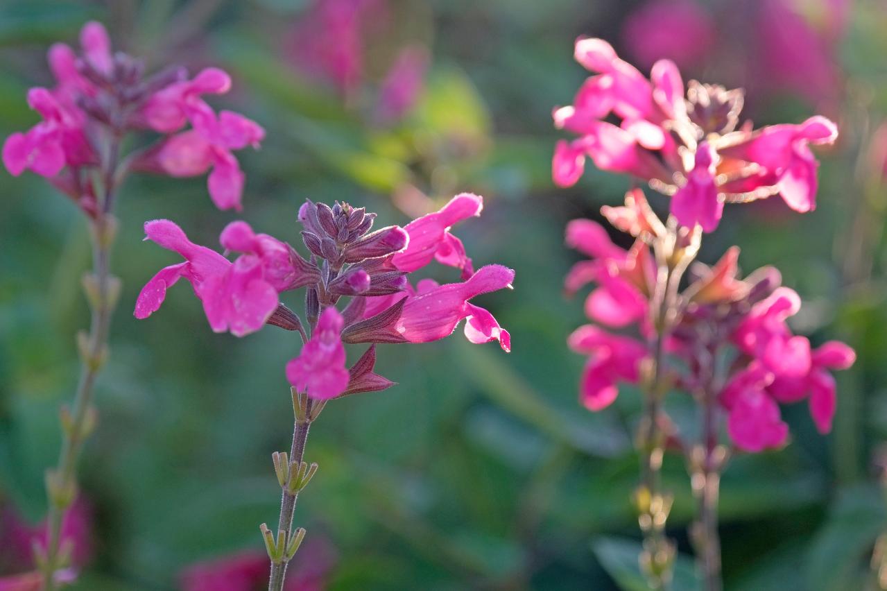秋の庭が華やぐサルビア【8選】晩秋まで楽しめる一年草・多年草（画像10）