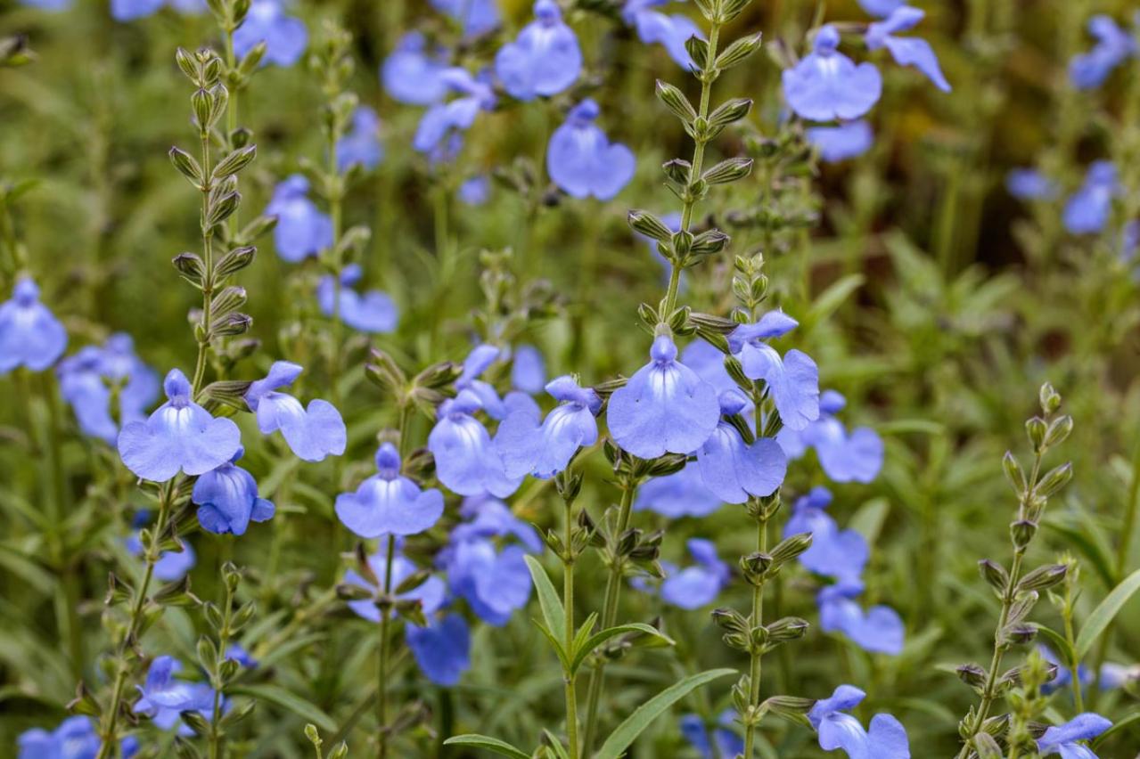 秋の庭が華やぐサルビア【8選】晩秋まで楽しめる一年草・多年草（画像11）