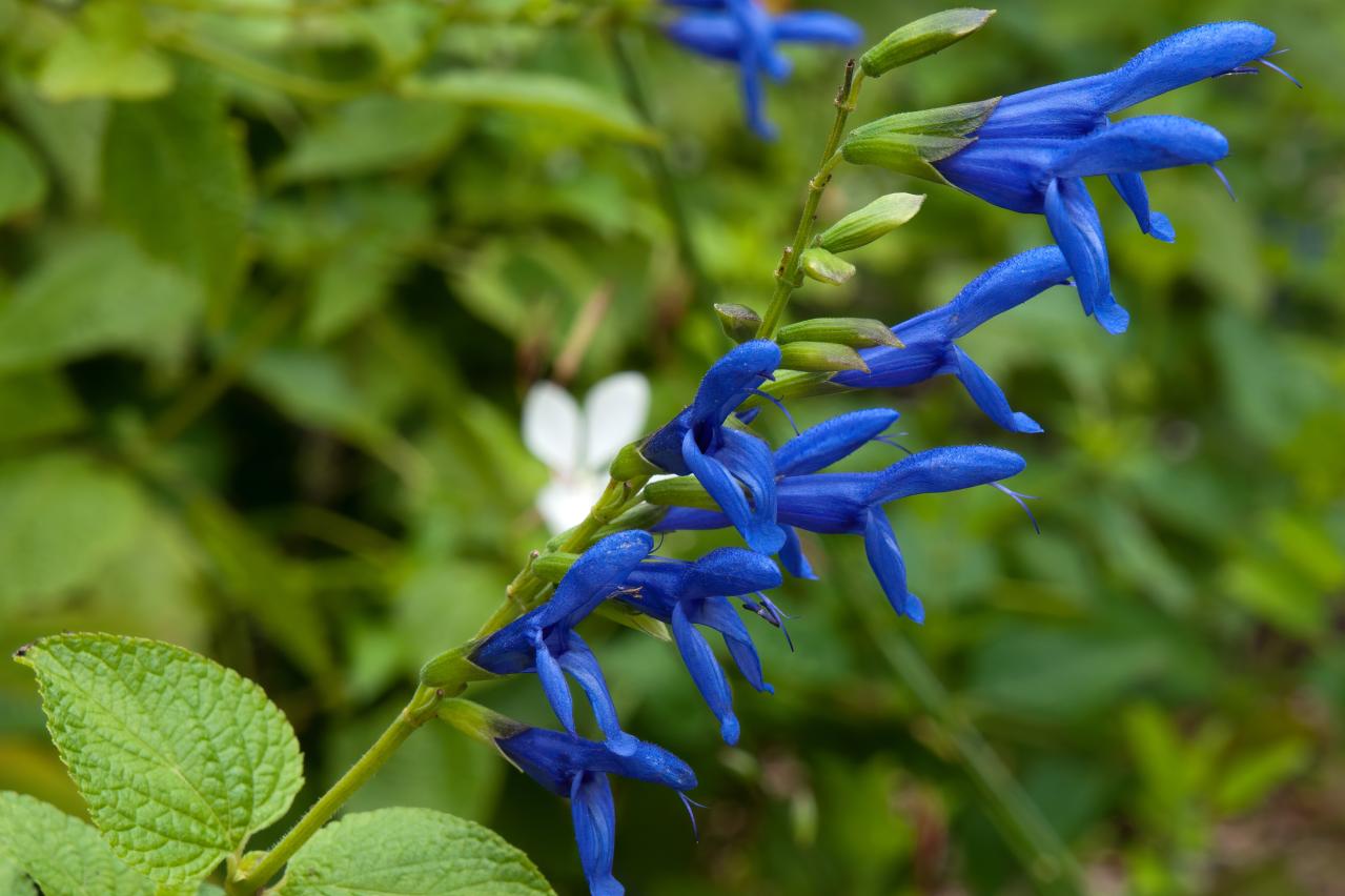 秋の庭が華やぐサルビア【8選】晩秋まで楽しめる一年草・多年草（画像7）