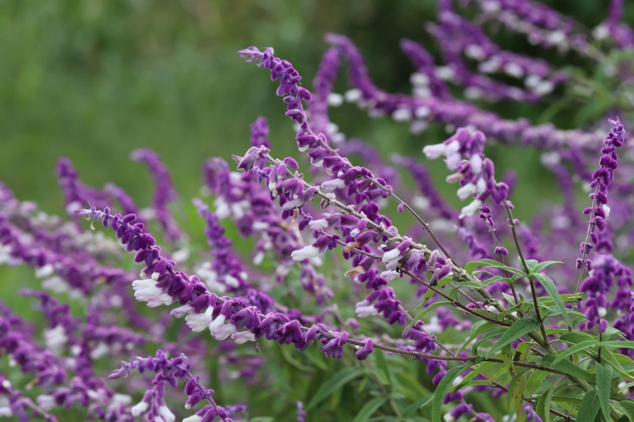 秋の庭が華やぐサルビア【8選】晩秋まで楽しめる一年草・多年草（画像6）