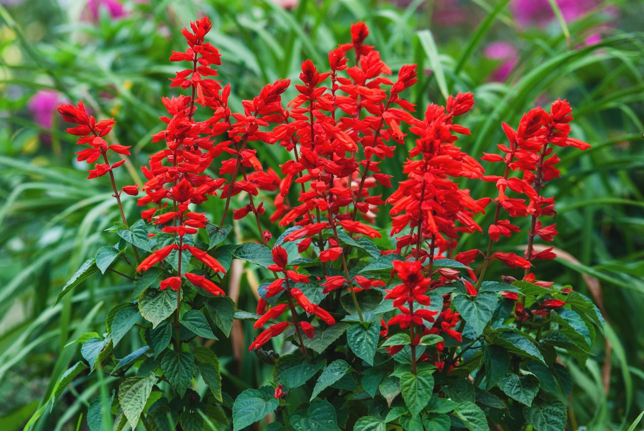 秋の庭が華やぐサルビア【8選】晩秋まで楽しめる一年草・多年草（画像3）