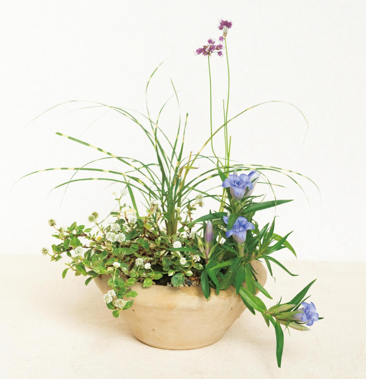 山口まりさんに教わる【秋の和モダン鉢植え】コケが草花を引き立てる草地風アレンジの作り方（画像3）