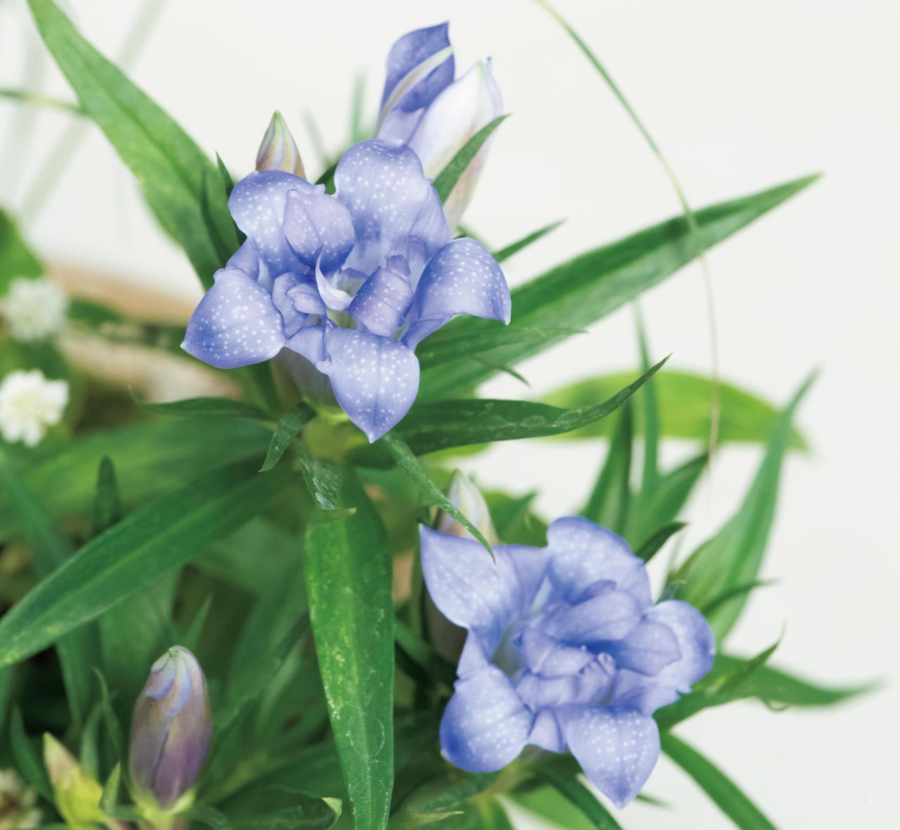 山口まりさんに教わる【秋の和モダン鉢植え】コケが草花を引き立てる草地風アレンジの作り方（画像4）