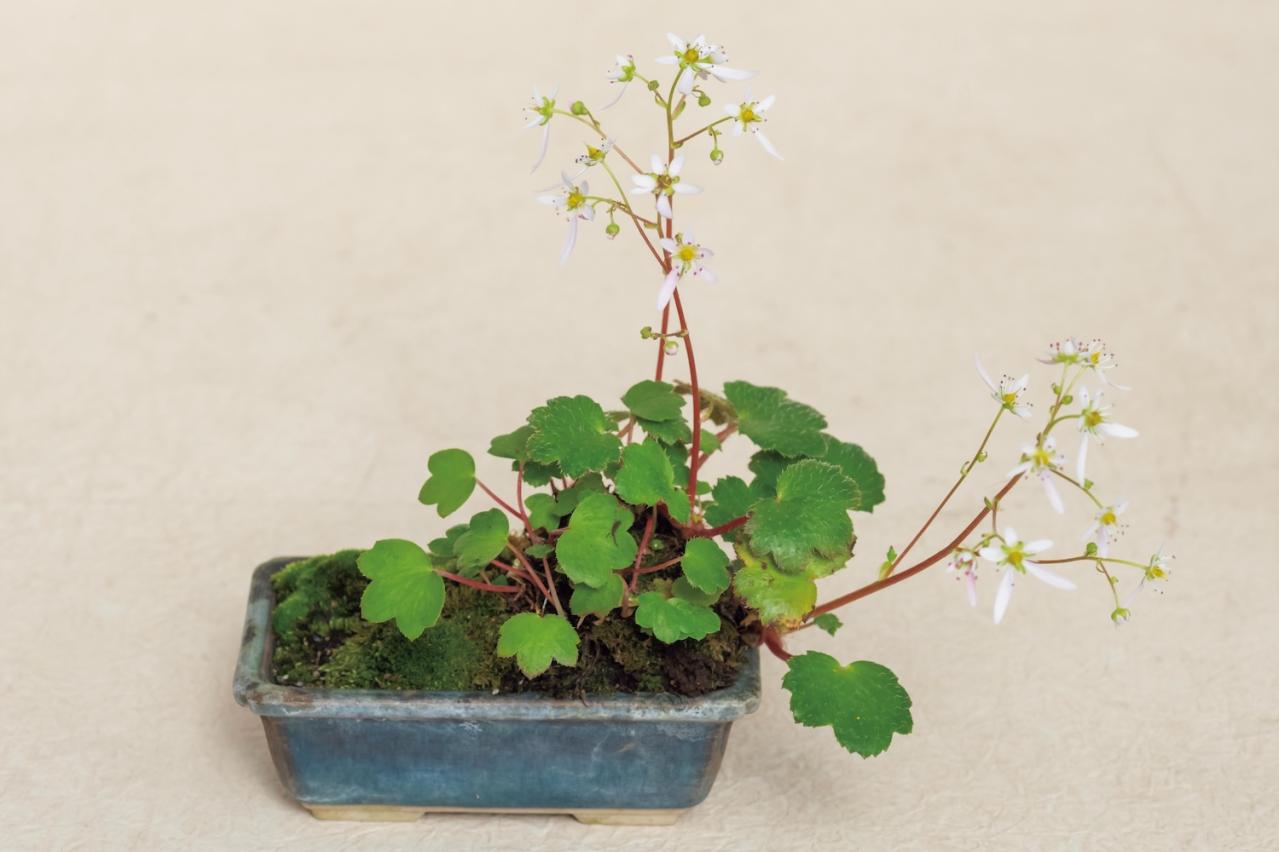 小さな容器の中に自然の景色が広がる！ 小花が愛らしい【秋の和モダン鉢植え】