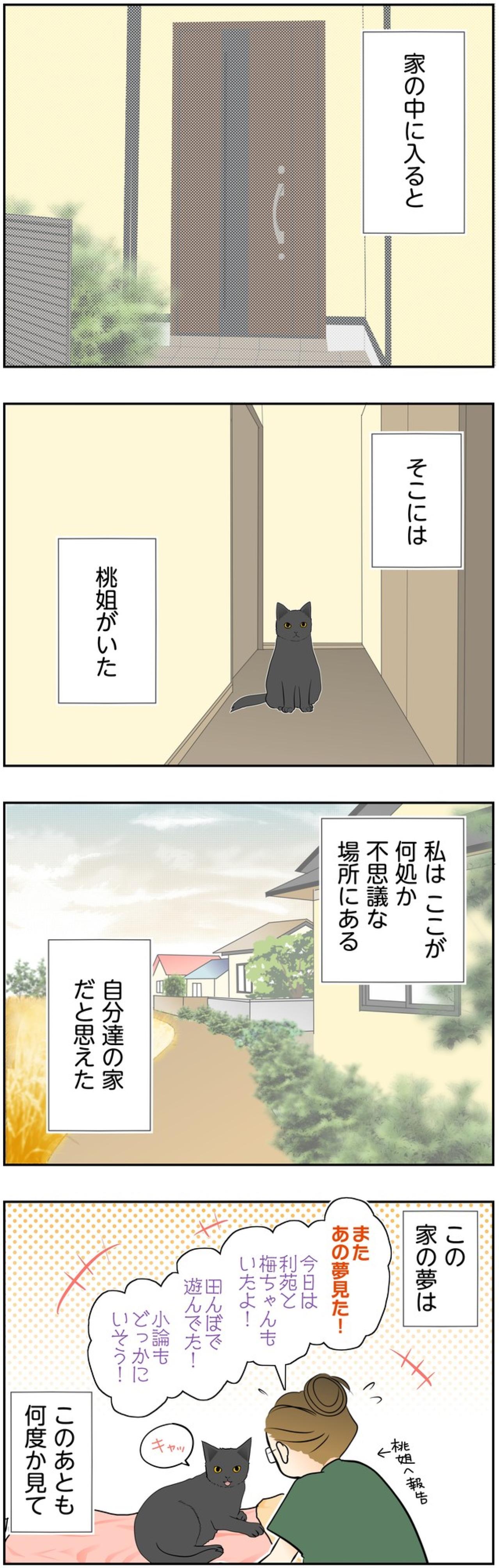 【マンガ・老猫日誌＃126】何度も夢に見る家の中にいた猫は…〜思い出の老猫日誌・桃姐と小論（画像2）