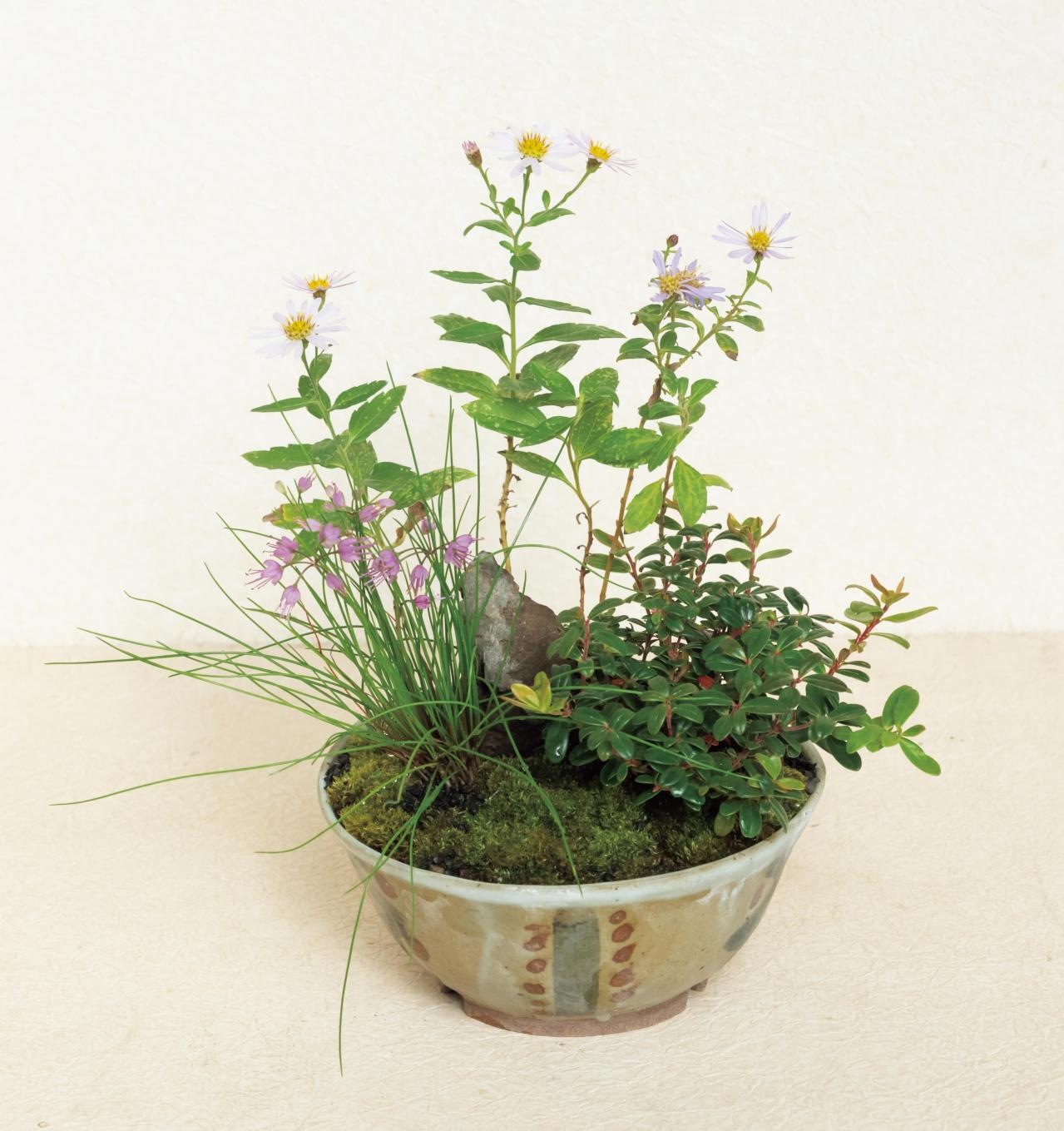 紅葉や実つきも楽しめる【和モダン鉢植え】3例。秋〜冬のお世話ポイントも紹介（画像7）