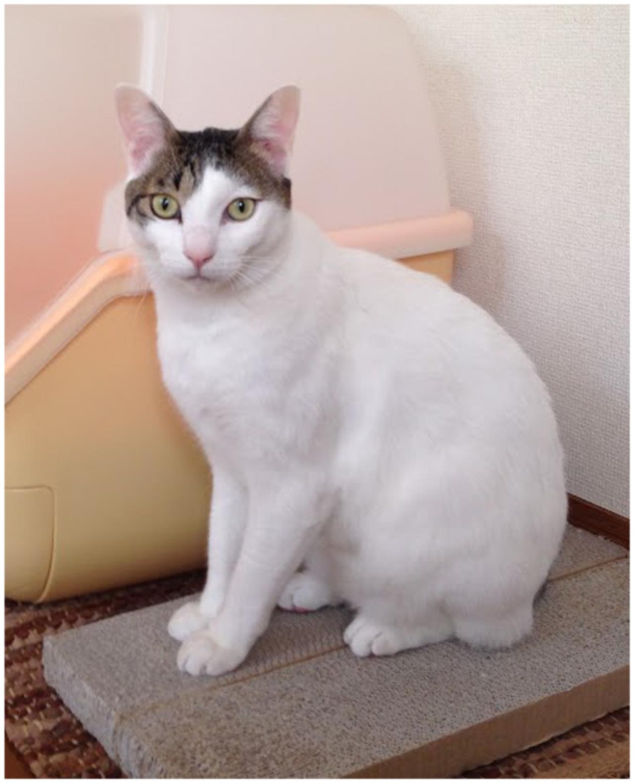 【マンガ・老猫日誌＃128】猫には塩対応なのに、なぜかモテモテの小論〜思い出の老猫日誌・桃姐と小論（画像3）