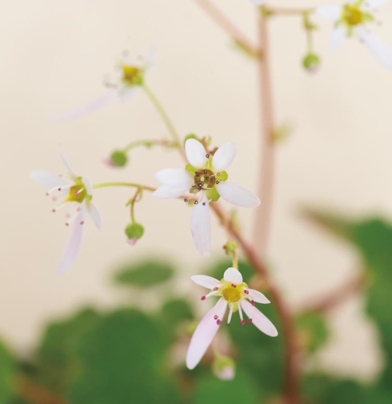 小さな容器の中に自然の景色が広がる！ 小花が愛らしい【秋の和モダン鉢植え】（画像8）