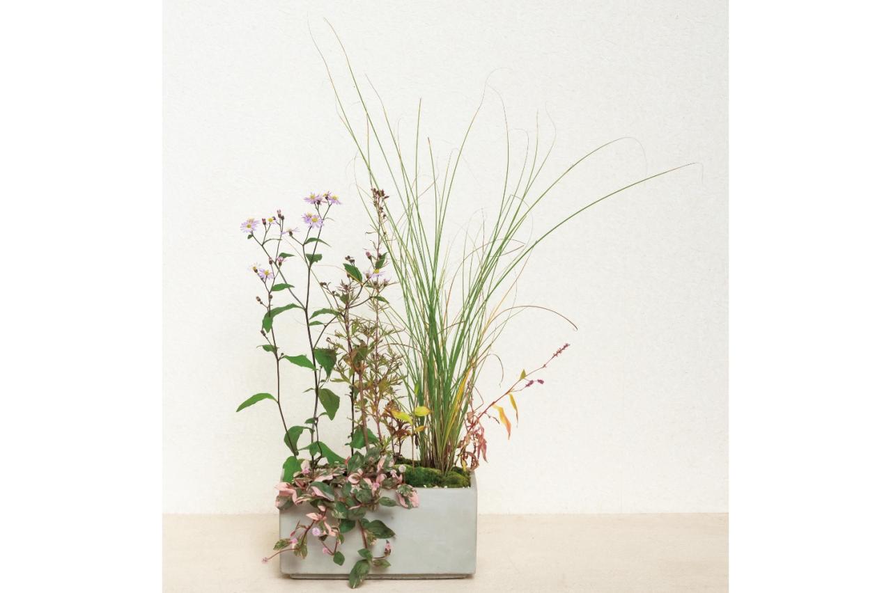 草丈のある植物で秋風を感じる【和モダン鉢植え】コケをセンスよく使うコツも必見！