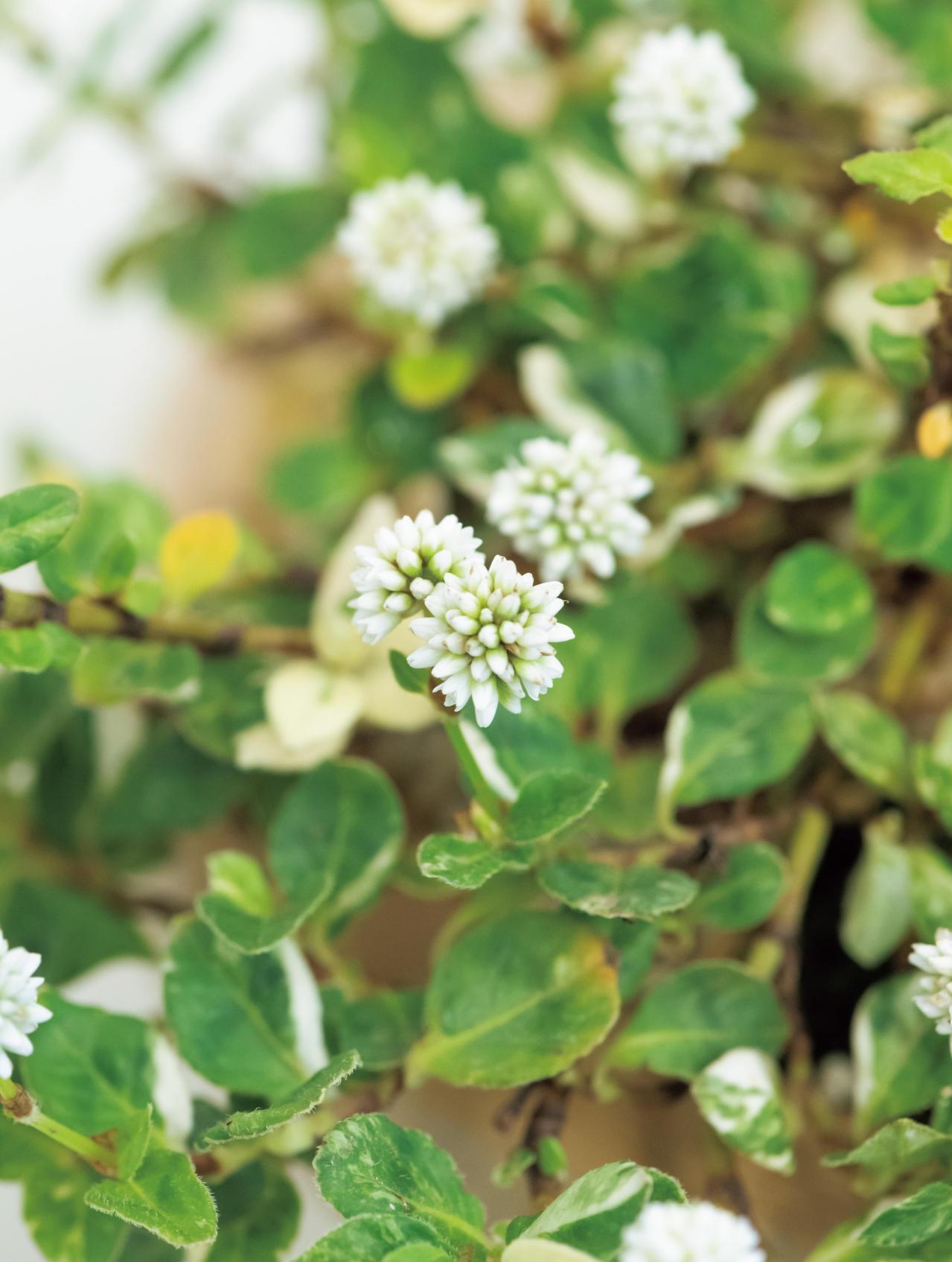 山口まりさんに教わる【秋の和モダン鉢植え】コケが草花を引き立てる草地風アレンジの作り方（画像5）