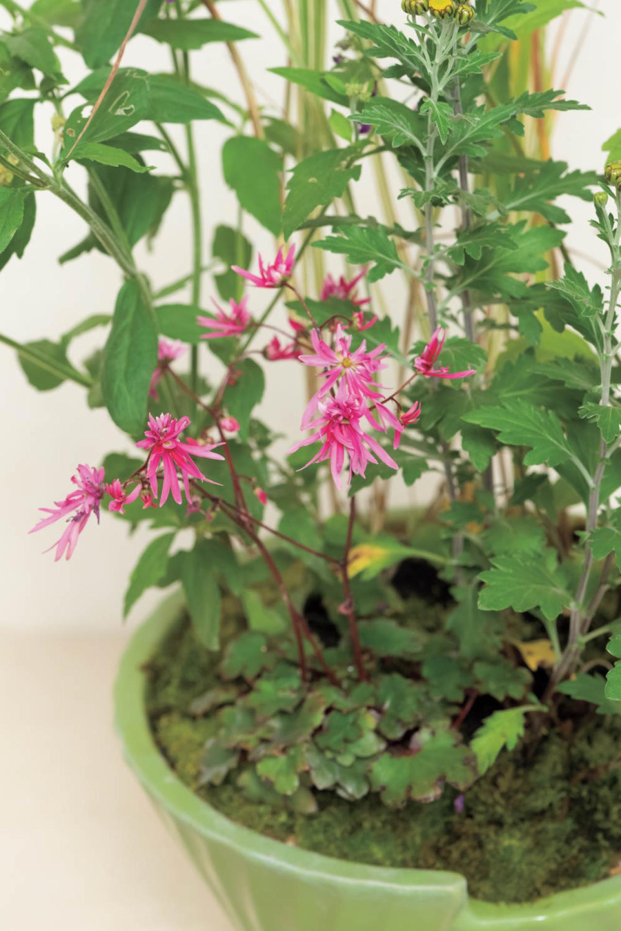 草丈のある植物で秋風を感じる【和モダン鉢植え】コケをセンスよく使うコツも必見！（画像5）