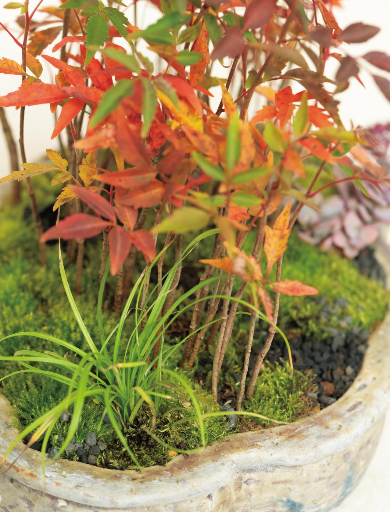 紅葉や実つきも楽しめる【和モダン鉢植え】3例。秋〜冬のお世話ポイントも紹介（画像4）