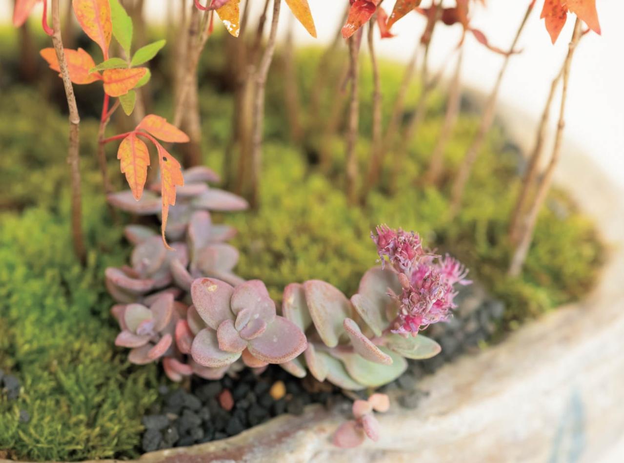紅葉や実つきも楽しめる【和モダン鉢植え】3例。秋〜冬のお世話ポイントも紹介（画像6）