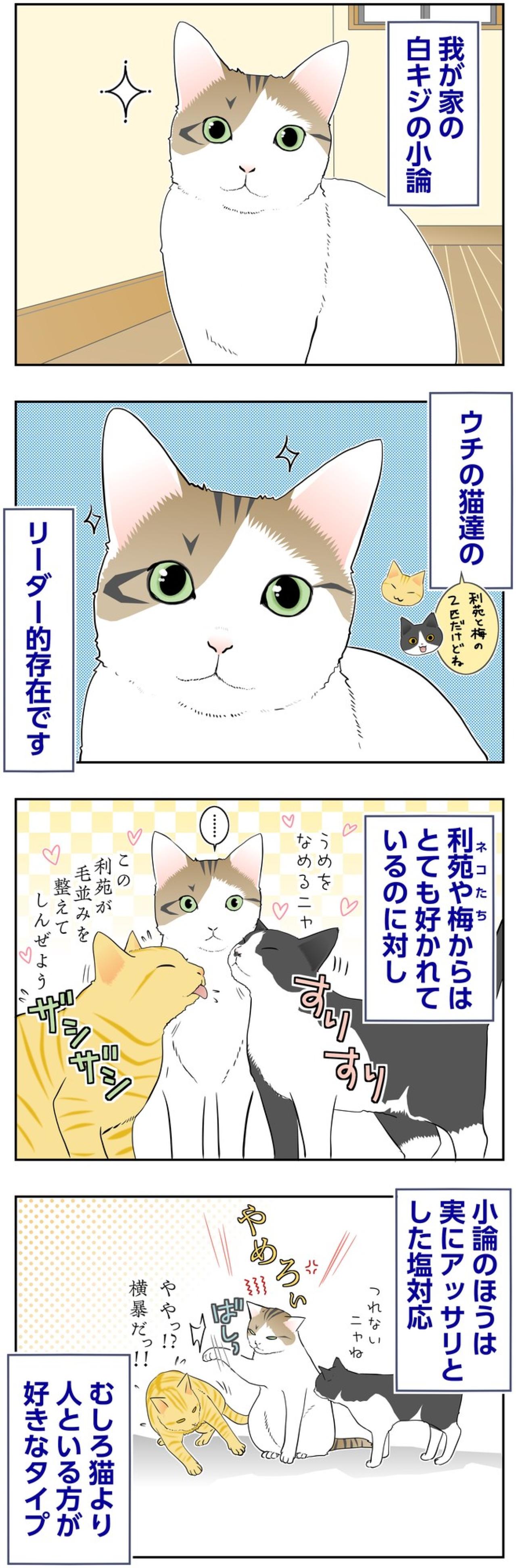 【マンガ・老猫日誌＃128】猫には塩対応なのに、なぜかモテモテの小論〜思い出の老猫日誌・桃姐と小論（画像2）