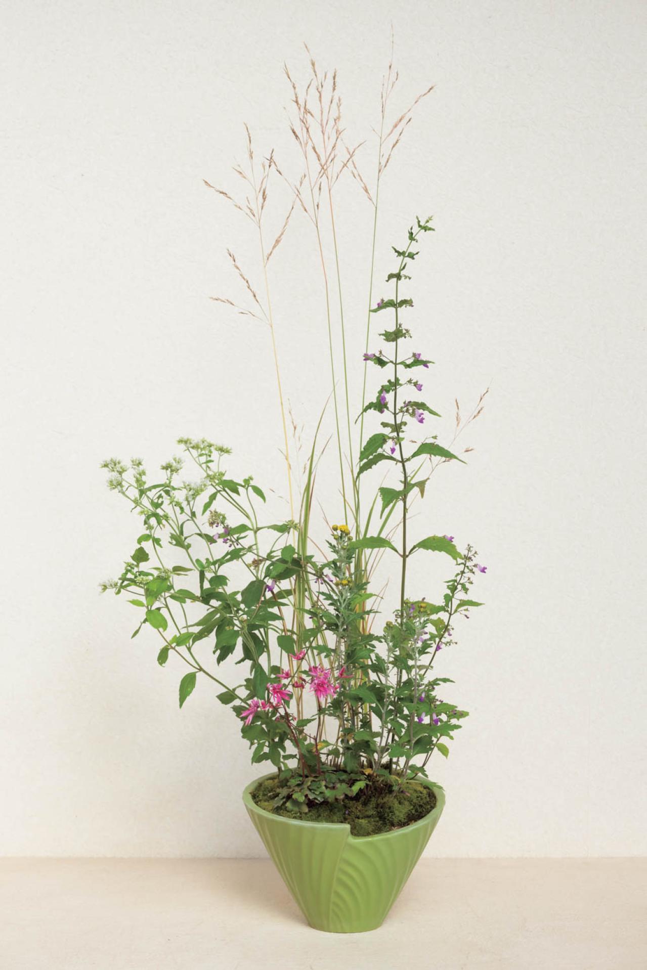 草丈のある植物で秋風を感じる【和モダン鉢植え】コケをセンスよく使うコツも必見！（画像3）