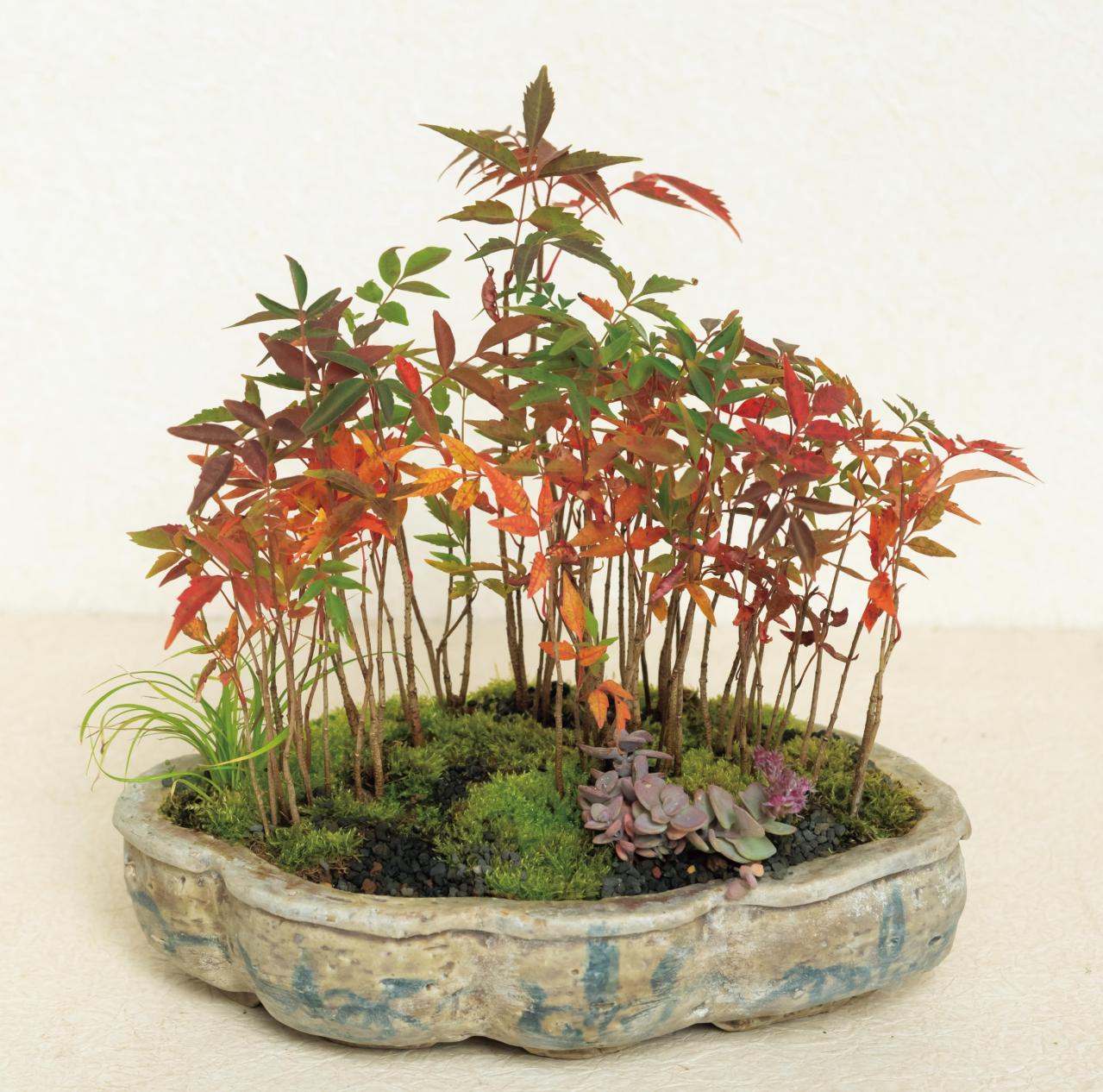 紅葉や実つきも楽しめる【和モダン鉢植え】3例。秋〜冬のお世話ポイントも紹介（画像3）