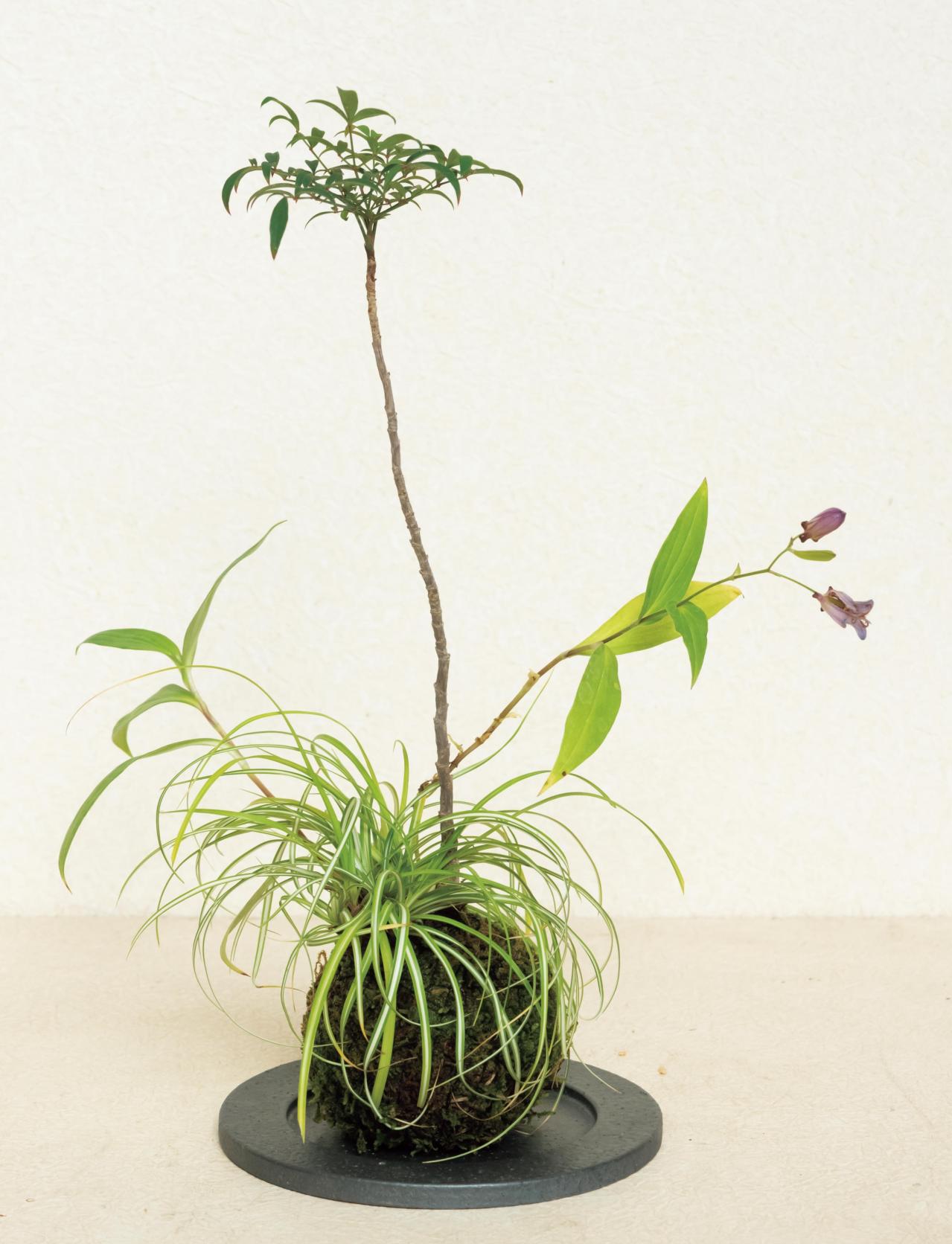 紅葉や実つきも楽しめる【和モダン鉢植え】3例。秋〜冬のお世話ポイントも紹介（画像9）