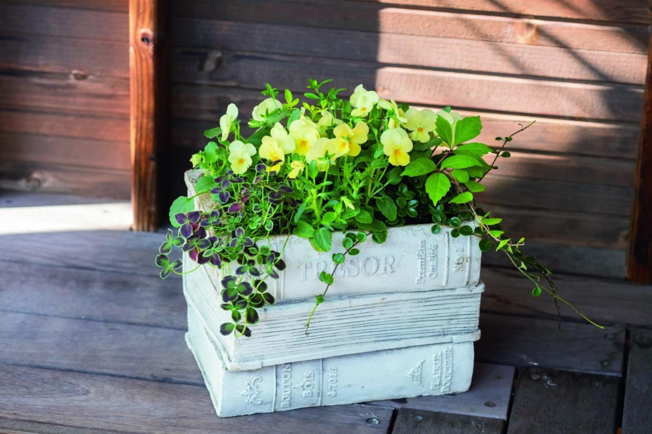 秋の寄せ植えはこの2つの植物から！土谷ますみさんの推し、クリサンセマムとロニセラの楽しみ方