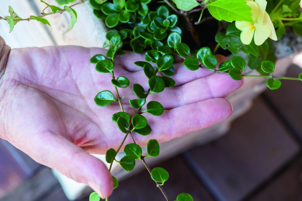 秋の寄せ植えはこの2つの植物から！土谷ますみさんの推し、クリサンセマムとロニセラの楽しみ方（画像7）