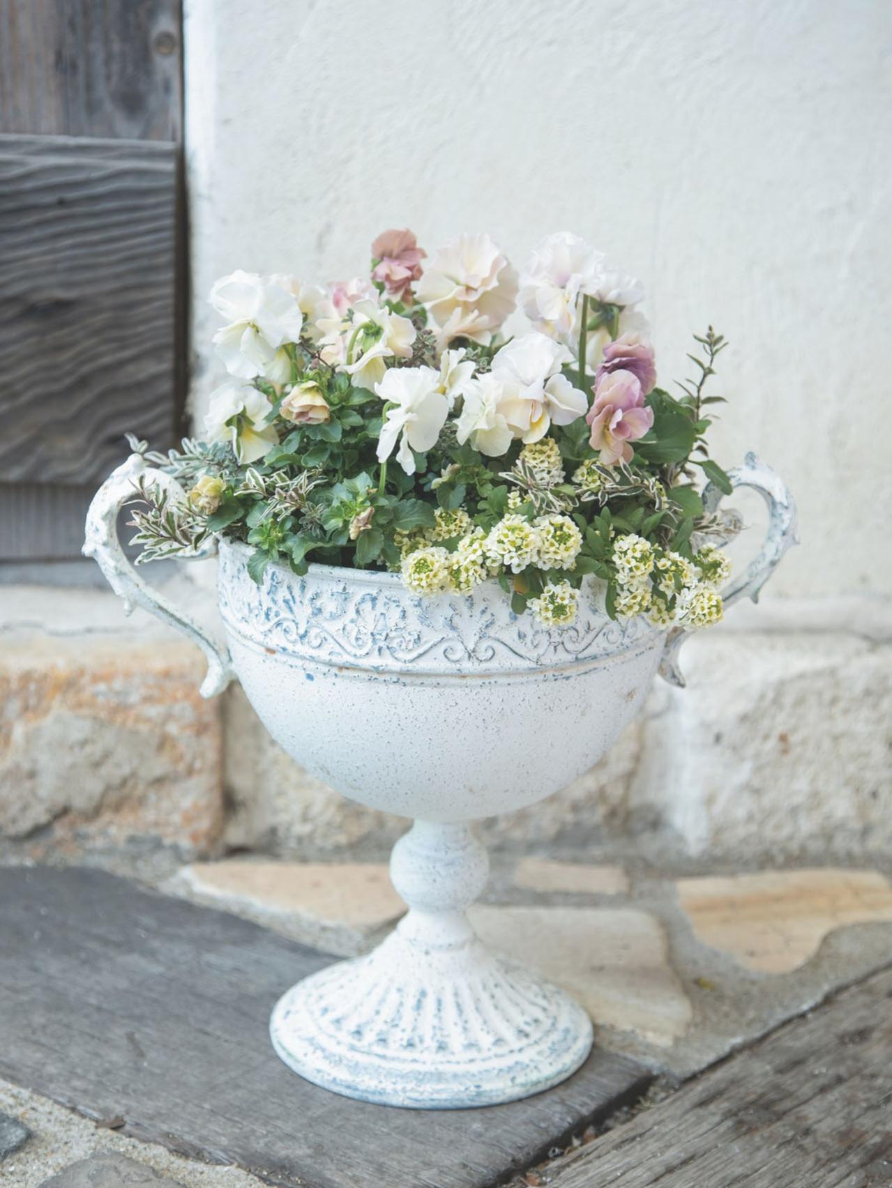 秋の寄せ植えは「フリル咲きビオラ」で上品に！ Chels Green亀井信輔さんが教えるきれいな仕上げるポイントとは（画像3）