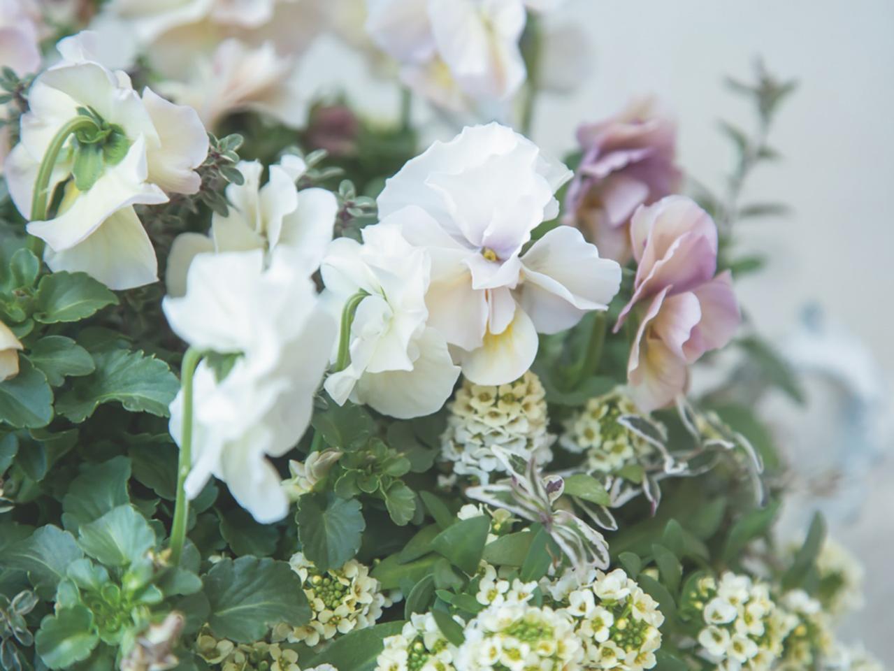 秋の寄せ植えは「フリル咲きビオラ」で上品に！ Chels Green亀井信輔さんが教えるきれいな仕上げるポイントとは（画像4）