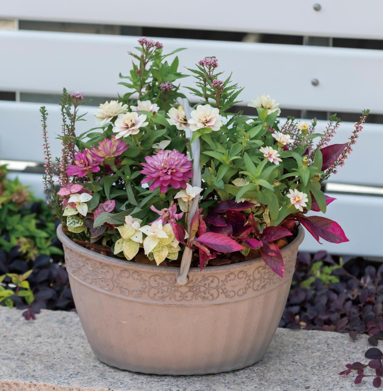 深まる秋をピンク＆パープルで楽しむ！「残暑〜晩秋」の寄せ植えレッスン（画像3）