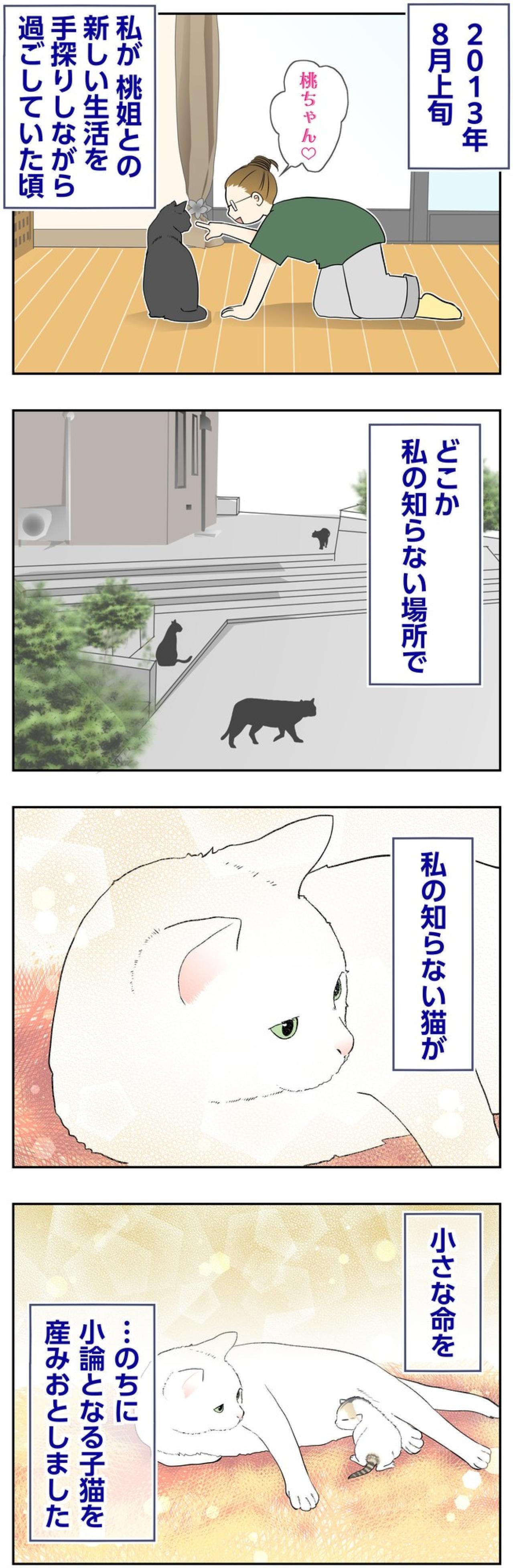 【マンガ・老猫日誌＃130】2013年の夏、まだ見ぬ小論の小さな産声〜思い出の老猫日誌・桃姐と小論（画像2）