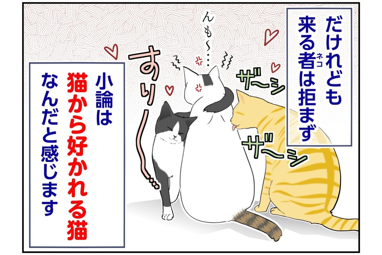 【マンガ・老猫日誌＃129】猫に好かれる小論が、桃姐とはすれ違った理由〜思い出の老猫日誌・桃姐と小論