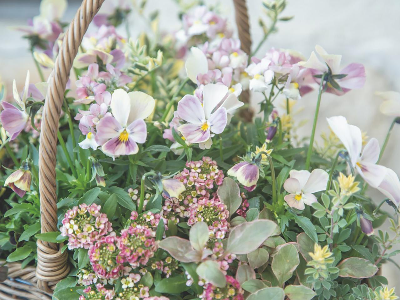 ピンク・イエロー系の花＋リーフでかわいさ満点！ Chels Green亀井信輔さんのビオラの寄せ植え2スタイル（画像4）