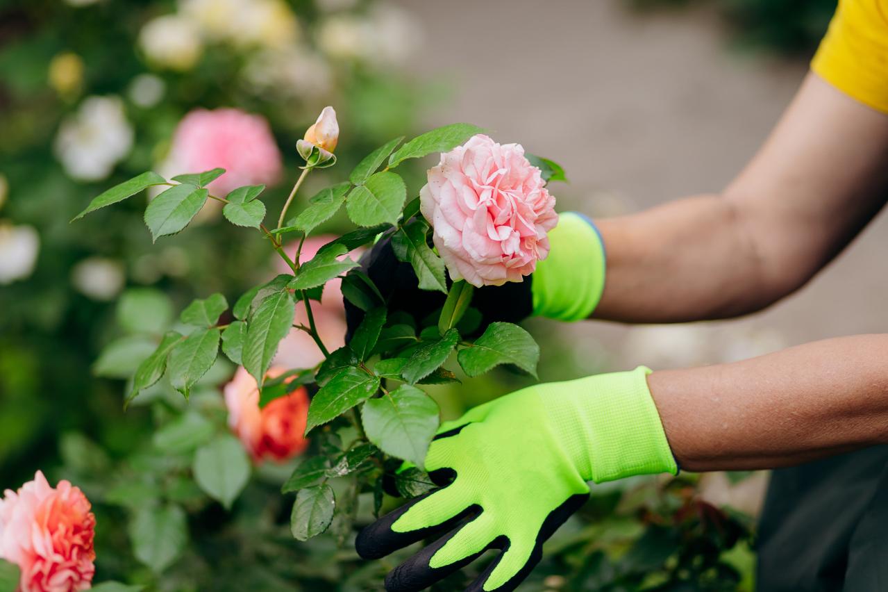 その鉢、バラに合っている？ 9月に見直したい鉢植えバラの植え替えとタイミング（画像4）