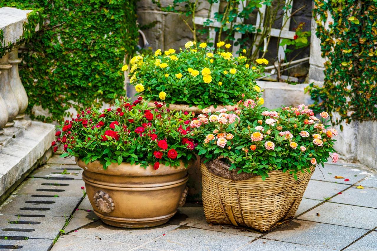 その鉢、バラに合っている？ 9月に見直したい鉢植えバラの植え替えとタイミング