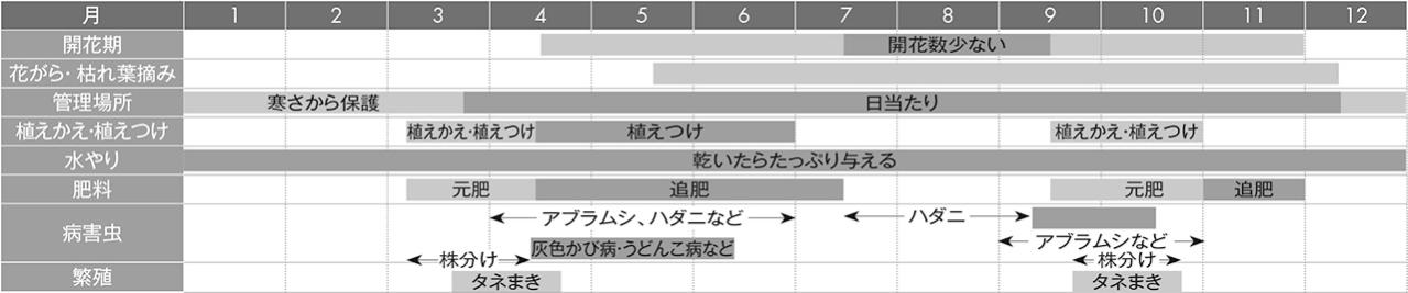 【ガーデニングQ＆A】ガーベラになかなかつぼみがつきません。水や肥料の与え方のポイントは？（画像5）