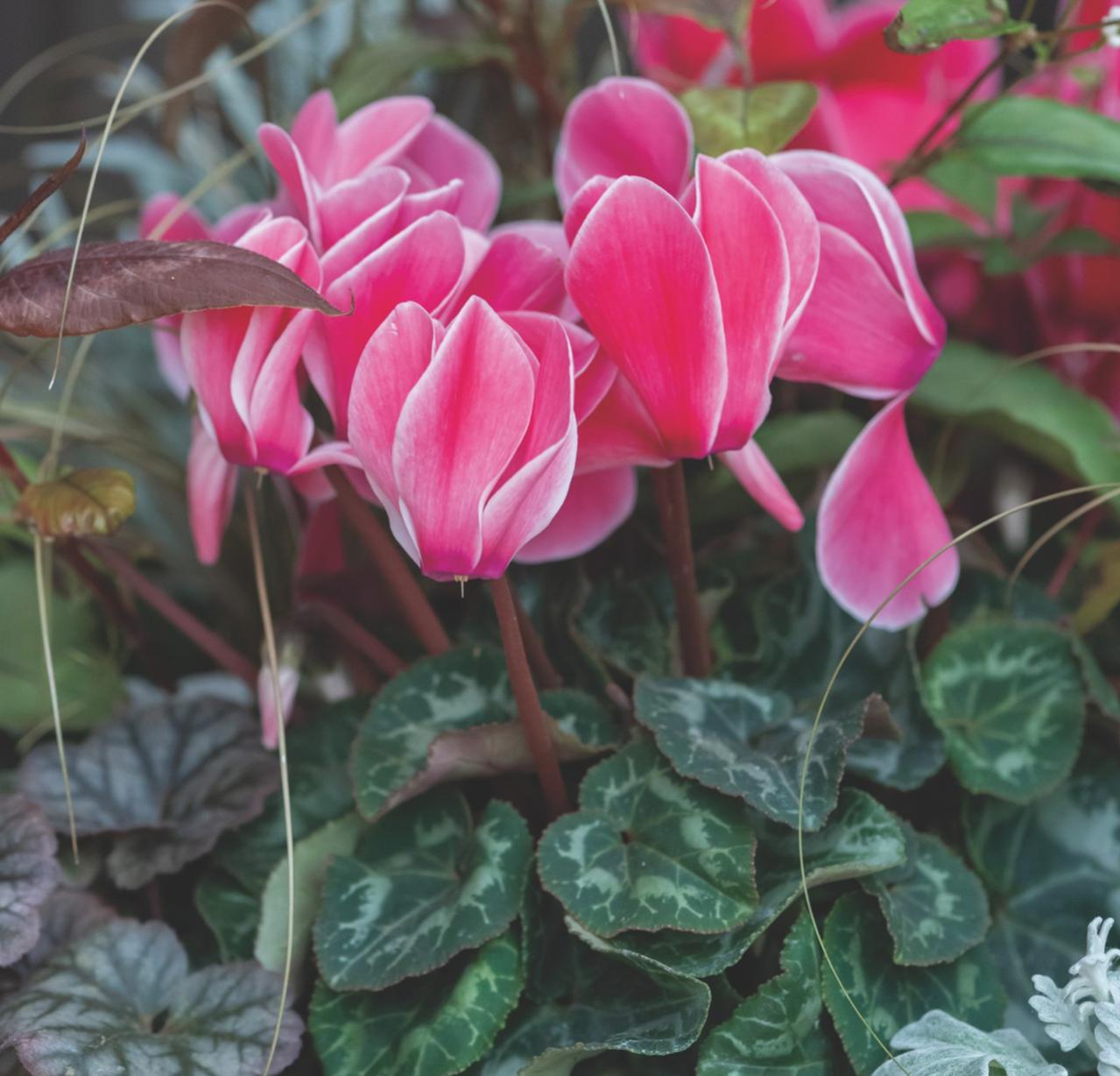秋冬の玄関・庭がぱっと華やぐ！ 土谷ますみさん流「シクラメンの寄せ植え」（画像4）