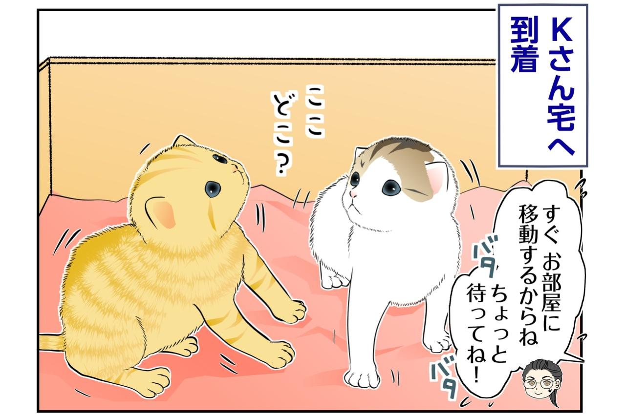 【マンガ・老猫日誌＃135】「ようこそ〜」子猫2匹に、猫たちが大集合〜思い出の老猫日誌・桃姐と小論