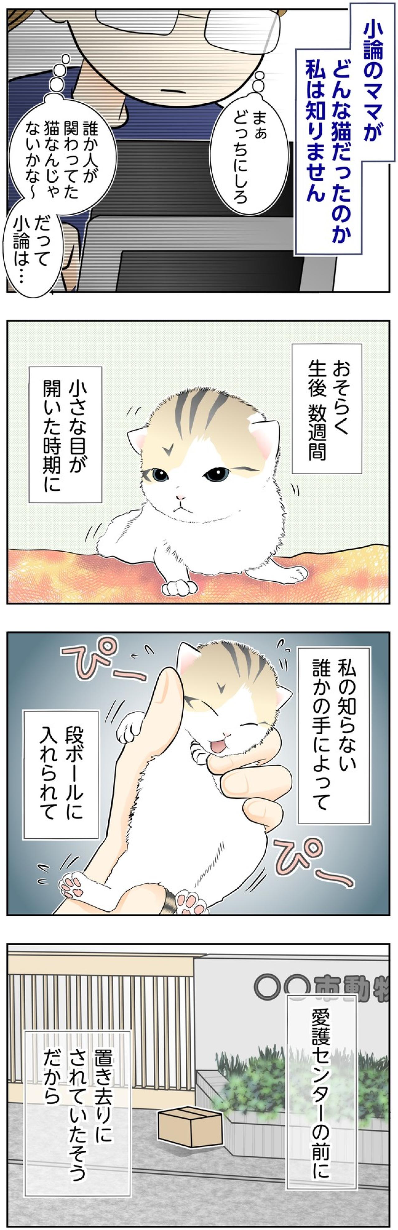 【マンガ・老猫日誌＃131】愛護センターの前に置かれた、小さな命〜思い出の老猫日誌・桃姐と小論（画像2）