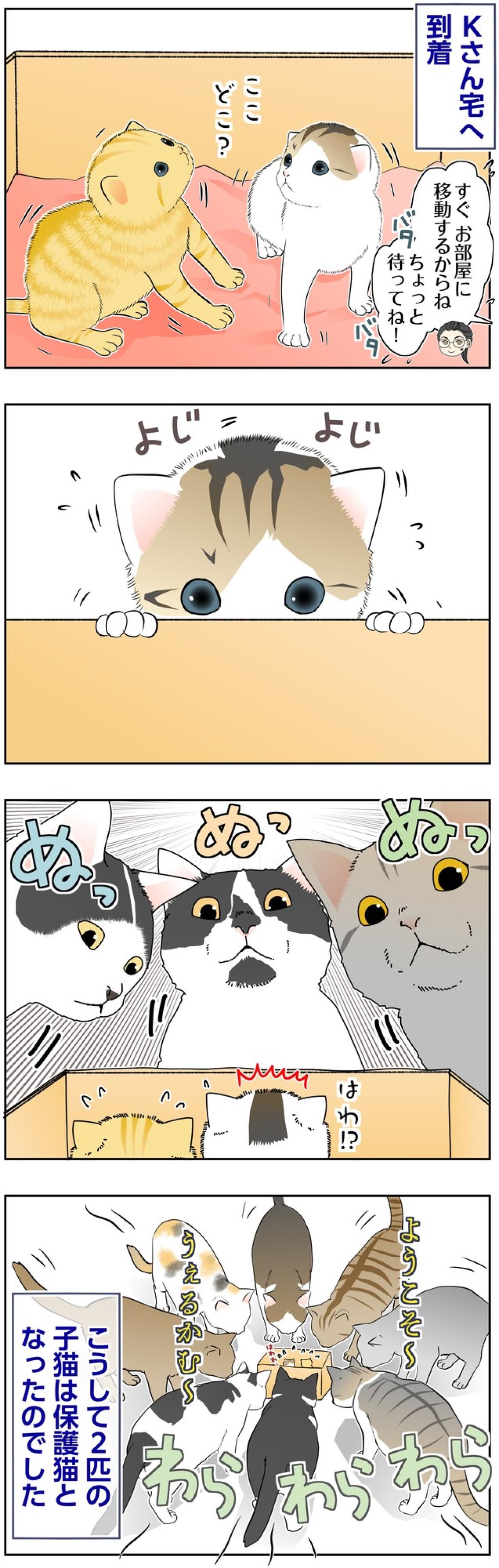 【マンガ・老猫日誌＃135】「ようこそ〜」子猫2匹に、猫たちが大集合〜思い出の老猫日誌・桃姐と小論（画像2）