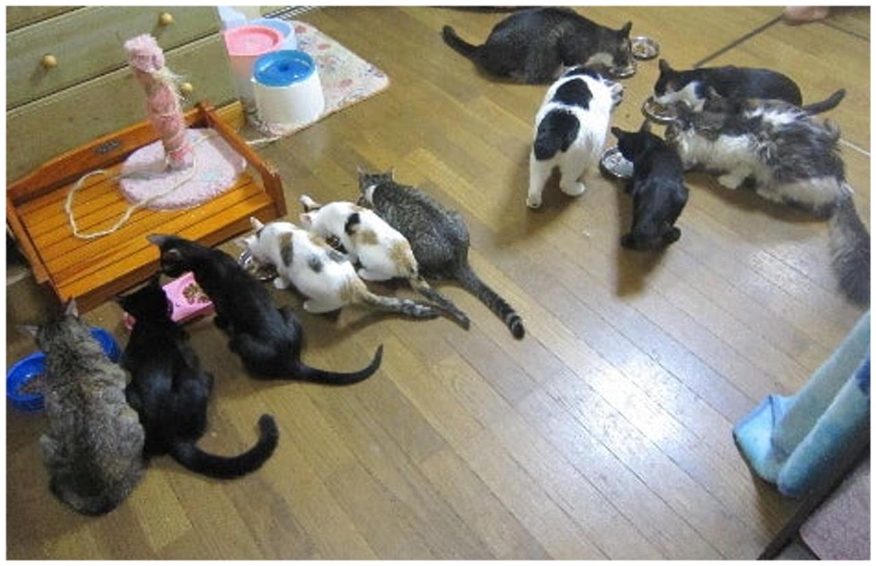 【マンガ・老猫日誌＃135】「ようこそ〜」子猫2匹に、猫たちが大集合〜思い出の老猫日誌・桃姐と小論（画像3）