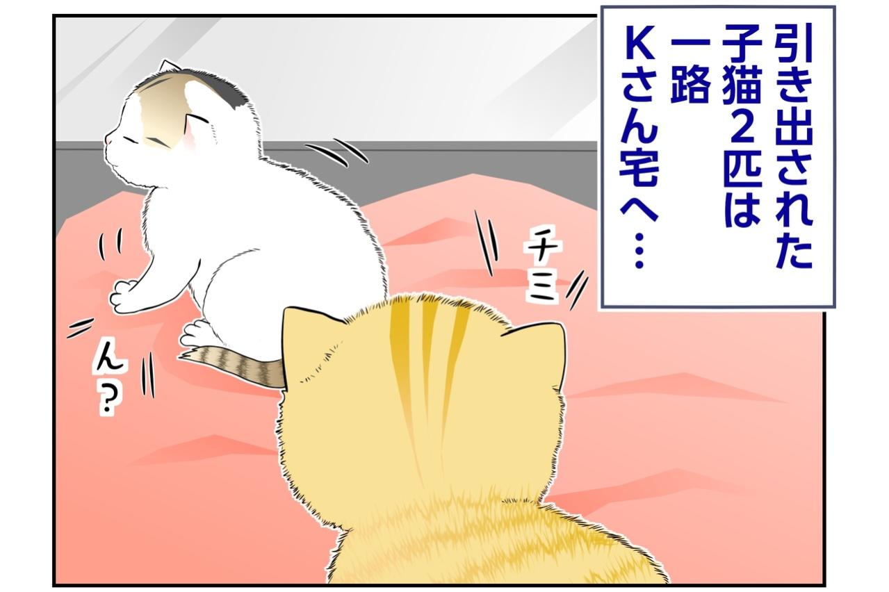 【マンガ・老猫日誌＃134】小さなケージの中で、ふたりの物語が始まった〜思い出の老猫日誌・桃姐と小論