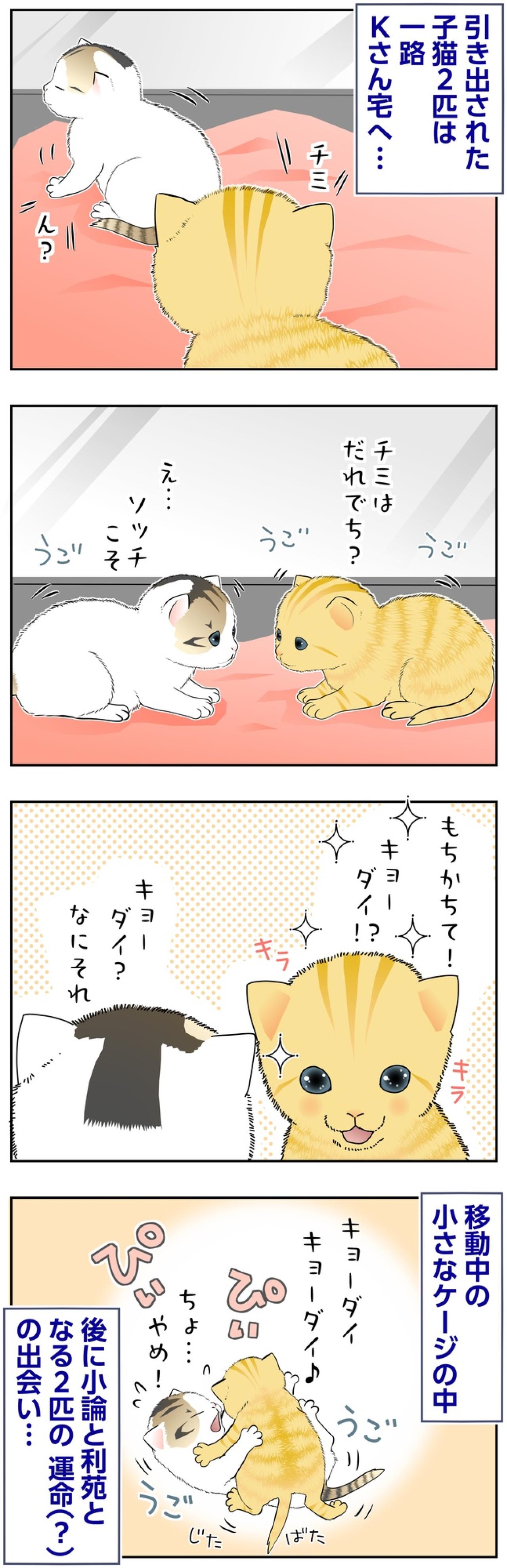 【マンガ・老猫日誌＃134】小さなケージの中で、ふたりの物語が始まった〜思い出の老猫日誌・桃姐と小論（画像2）